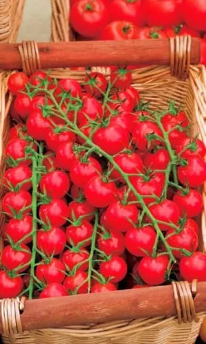 tomat-cherri-krasa-dlinnaya-kosa (1)