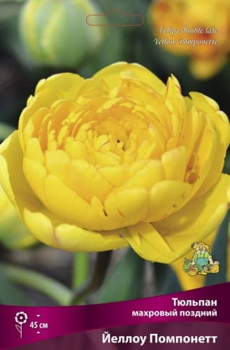 tulpan_mahrov_pozdny_yellow_pomponett_kaper (1)