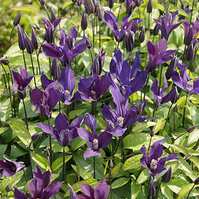 cl_clematis_blue_ocean (1)