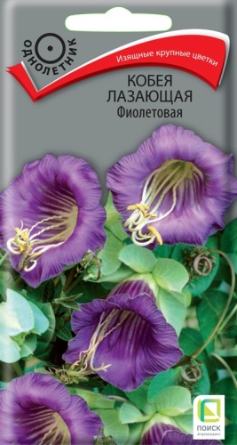kobeya_laza_fioletovaya