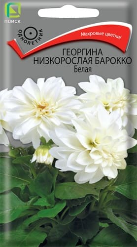 georgina_nizkorosl_barokko_belaya (1)