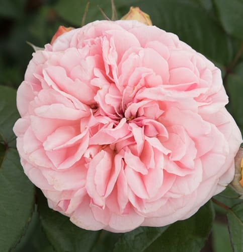 rosa_floribunda_mariatheresia (1)