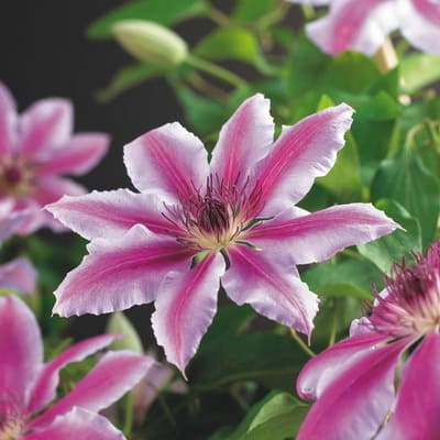cl_clematis_nelly_moser (1)