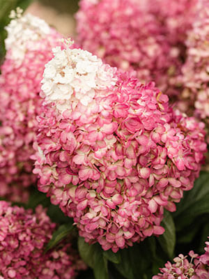 gorten_metel_red_velvet (1)