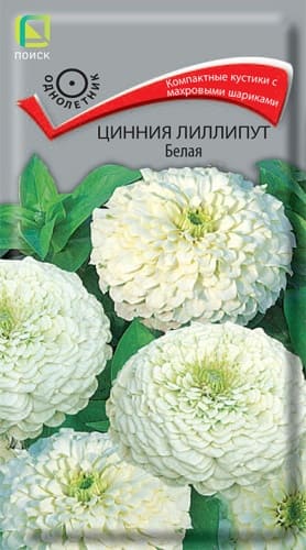 cinnia_lilliput_belaya (1)