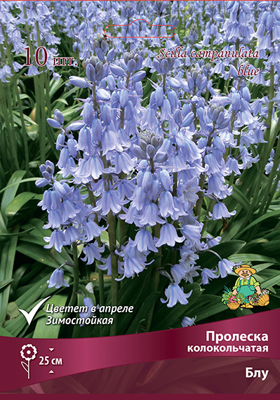 proleska_kolokol_blue_kaper