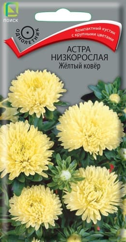 astra_nizkoroslaya_zhelty_kover (1)