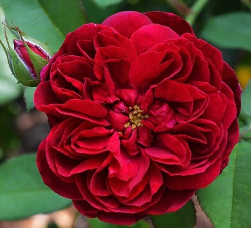 rosa_english_park_darcey_bussell (1)