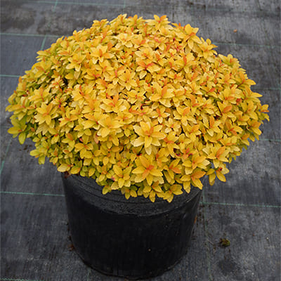 spirea_japan_zen_spirit_gold (1)
