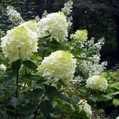 gorten_metel_silver_dollar (1)