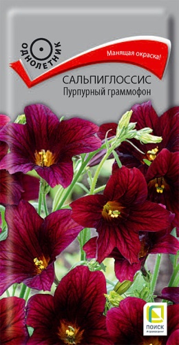 salpiglossis_purpurny_gramofon