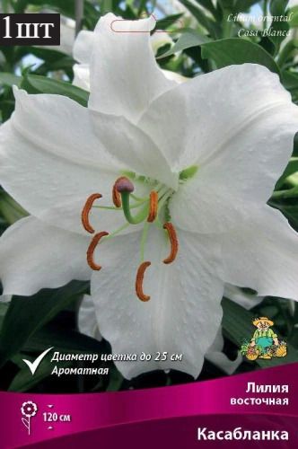 image (2)