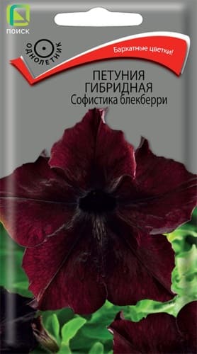 petunia_gibrid_sofistika_blekberri (1)