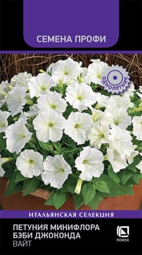 petunia_miniflora_baby_joconda_white (1)