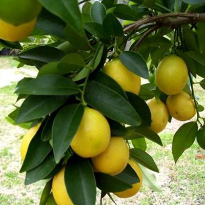 citrus_limonella_limekvat