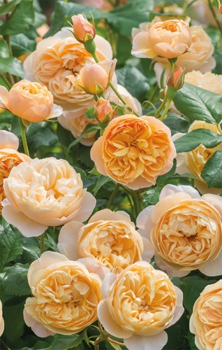 rosa_english_park_roald_dahl