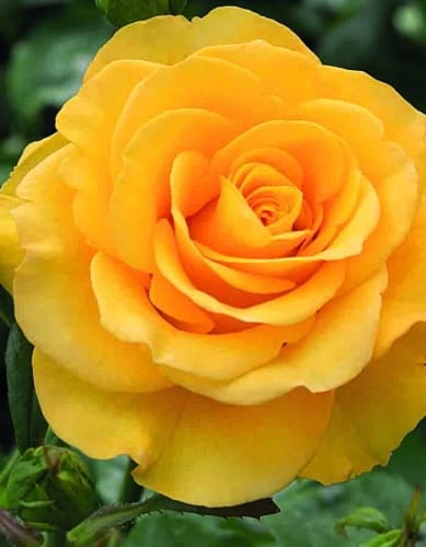 rosa-hybrid-tea-kerio-krupnyy-plan (1)