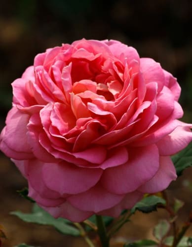 rosa-english-jubilee-celebration-krupnyy-plan (1)