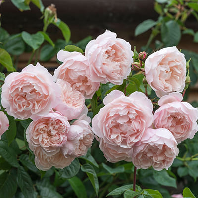 rosa_english_park_the_generous_gardener (1)