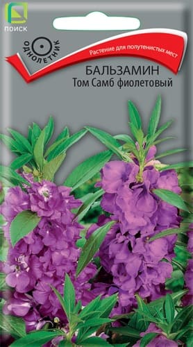 balzamin_tom_samb_fioletovy (1)