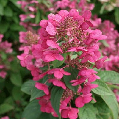 gorten_metel_magical_fire (1)