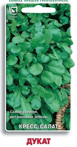 kress_salat_dukat (1)