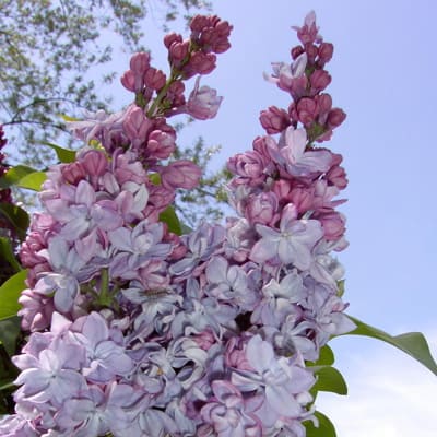 siren_obyknov_katerina_havemeyer (1)