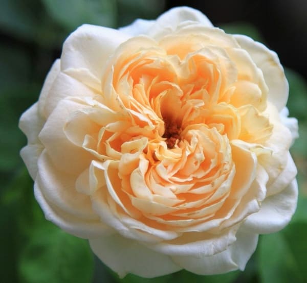 Роза парковая Дэни Хан (1)