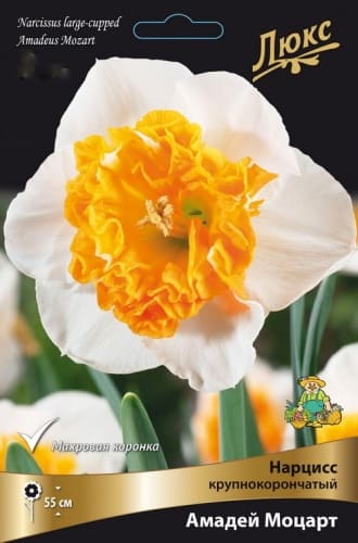 narciss_krupnokoron_amadey_mozart_kaper (1)