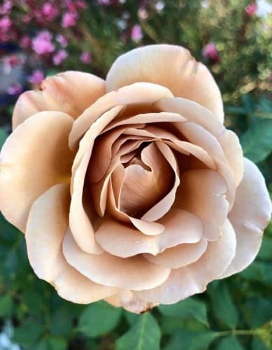 rosa-floribunda-koko-loko-krupnyy-plan (1)