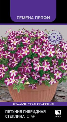 petuniya_gibridnaya_stellina_star