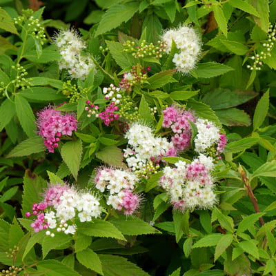 spirea_japan_genpei (1)