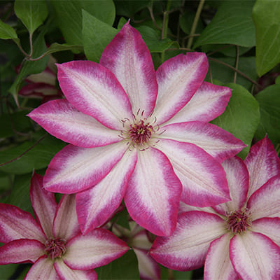 cl_clematis_pikoti (1)