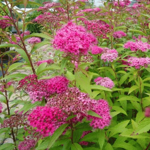 spirea_japan_frobeli-0000 (1)