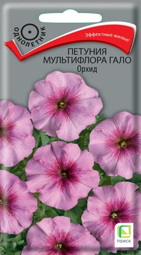petuniya_multiflora_galo_orkhid (1)