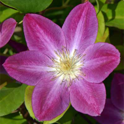 cl_clematis_change_of_heart