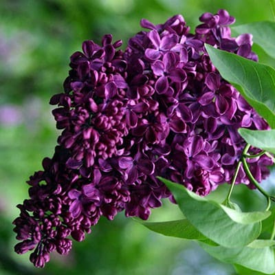 siren_obyknov_anna_shiach (1)