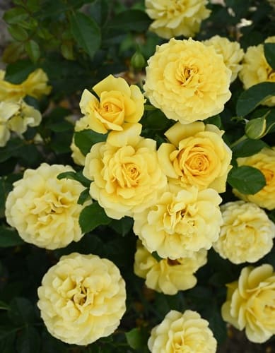 rosa-floribunda-golden-border-v-sadu-3 (1)