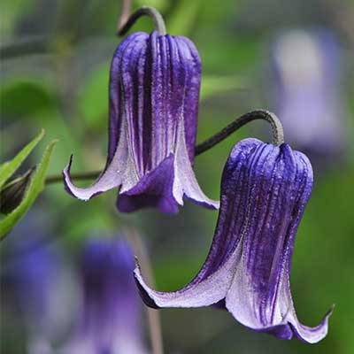 cl_clematis_rooguchi