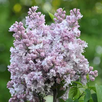 siren_obyknoven_marshall_vasilevsky (1)