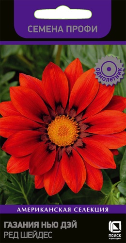 gazania_new_day_red_shades