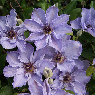 cl_clematis_myosotis (1)