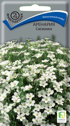 arenaria_snezhinki