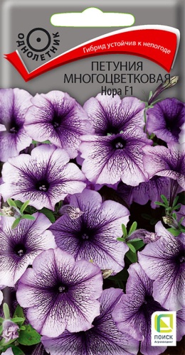 petunia_mnogocvet_nora_f1