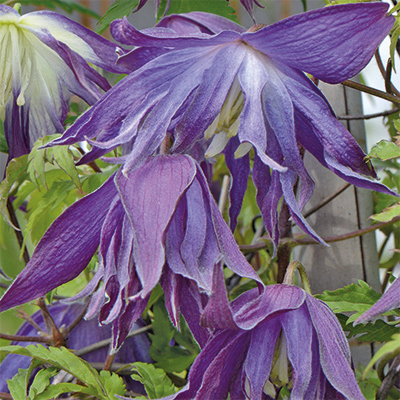 cl_clematis_blue_surprise