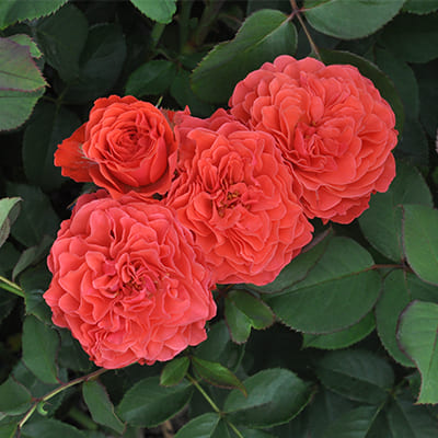 rosa_floribunda_city_collection_lady_of_belgrad (1)