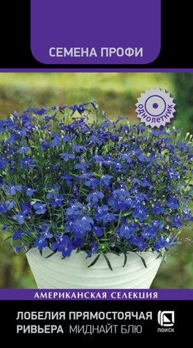 lobelia_pryamostoyachaya_rivera_midnight_blue