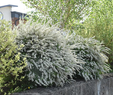 spirea_seraya_grefshteim (1)