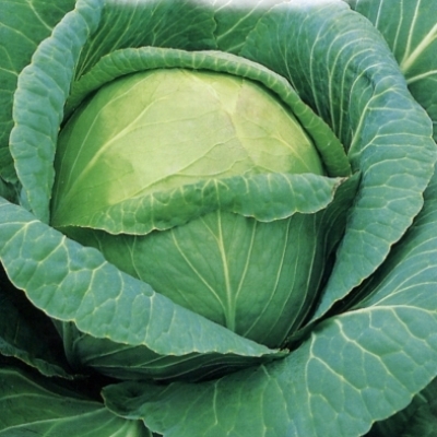 kapusta-belokochannaya-sb-3-f1