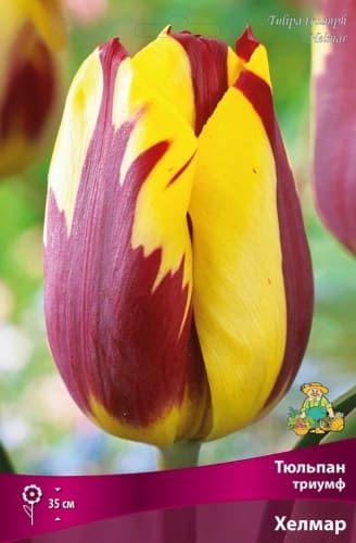 tulpan_triumf_helmar_kaper (1)
